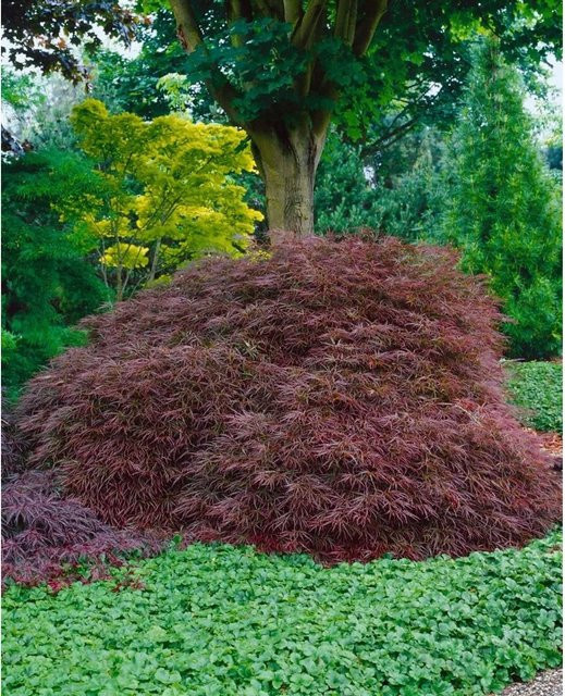 Acer Palmatum Ornatum Japanischer Ahorn Rotlaubig 60–70 cm - Bild 1