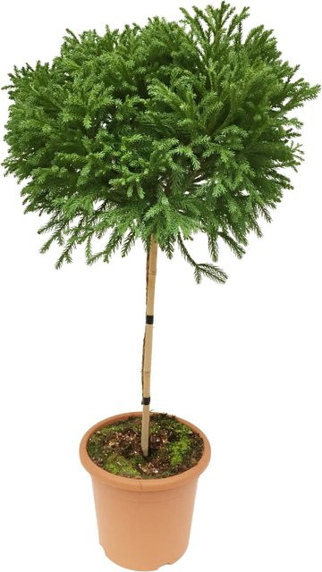 GROW by OBI Sicheltanne Globosa Nana Cryptomeria japonica, grün, Höhe: 60 cm - Bild 1