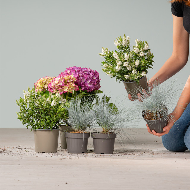 BLUME2000 Balkon-Pflanzenmix aus Hortensie, Strauchveronika und Blauschwingel, 5er Set, mehrfarbig - Bild 1