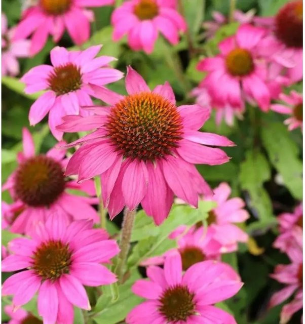 Sonnenhut Pow Wow Wild Berry Echinacea purpurea in Pink als mehrjährige Schnittblumepflanze für den Garten - Bild 1