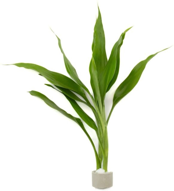 Dennerle Plants Dracaena sanderiana Drachenbaum in Grün, Höhe: 20-100 cm, Topf-Durchmesser: 3,4 cm - Bild 1