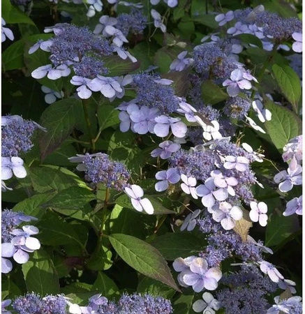 Blauer Hortensienstrauch Hydrangea serrata Blue Deckle