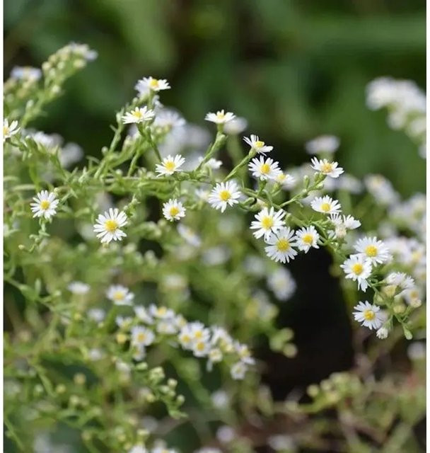 Myrtenaster Aster ericoides als winterharte Staude für dein Staudenbeet - Bild 1