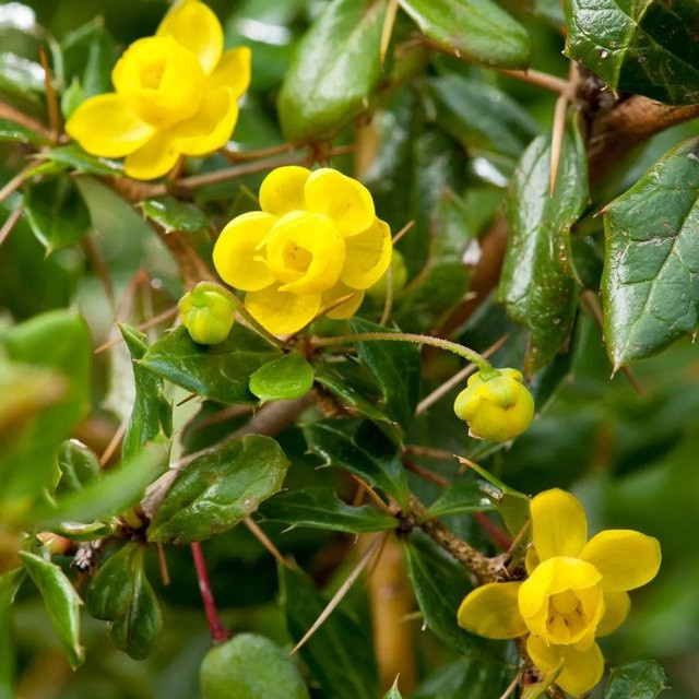Arborix Berberitze Berberis verruculosa als immergrüner Zierstrauch im Container, Höhe: 30 cm - Bild 1