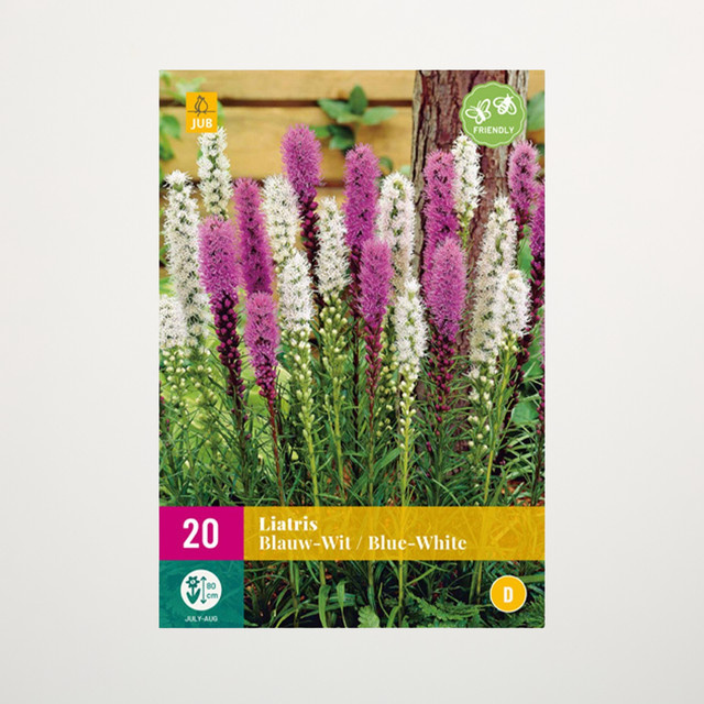 BLUME2000 Prachtscharten Mix mit 20 Knollen für Blumenkübel auf Balkon oder Terrasse - Bild 1