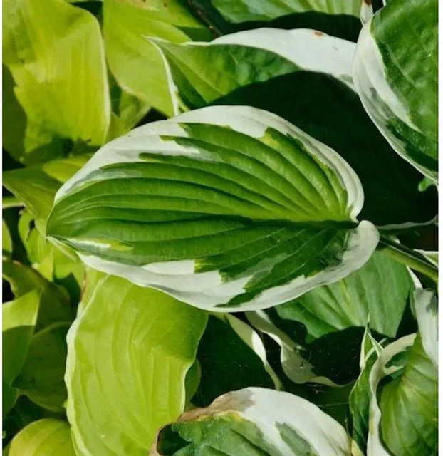 Hosta fortunei Funkie Minuteman Grüne Staude für Garten und Gehölzränder - Bild 1