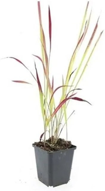 Exotenherz Set mit 6 Japanischem Blutgras Imperata Cylindrica Red Baron Ziergras im 9cm Topf - Bild 1