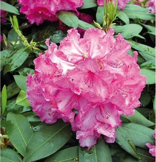 INKARHO Rhododendron Walküre Alpenrose, großblühender Zierstrauch in Pink, Höhe: 30-40 cm - Bild 1