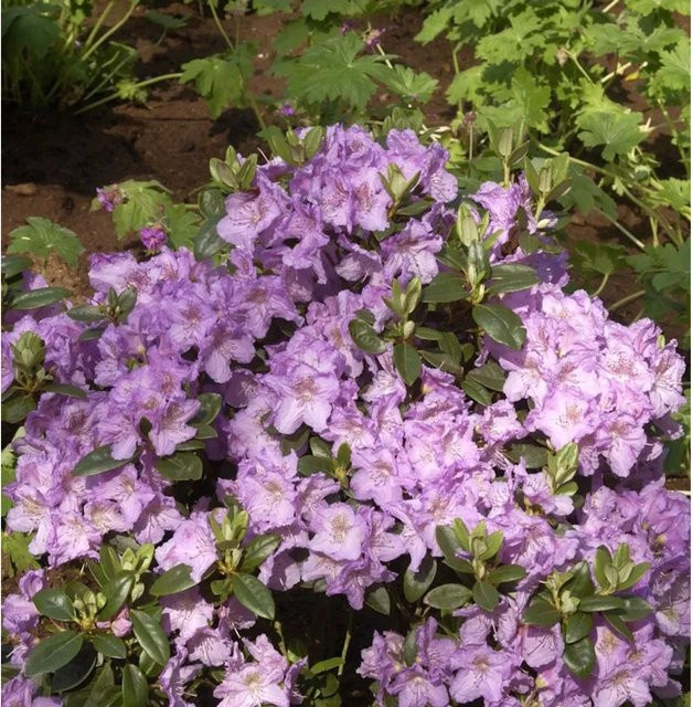 Zwerg Rhododendron Lavendula Rhododendron saluenense Alpenrose in Grün von Nr-01.de - Bild 1