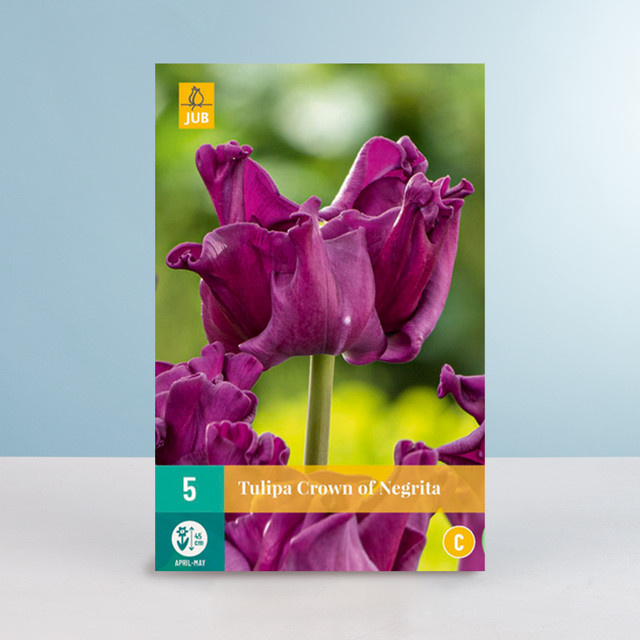 Lilienblütige Tulpe Crown of Negrita von BLUME2000 mit 5 Zwiebeln - Bild 1