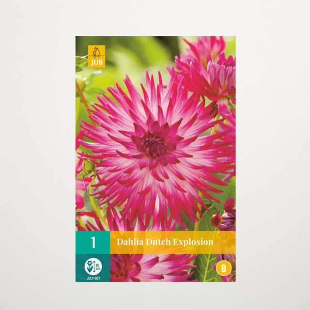 Kaktus-Dahlie Dutch Explosion Knolle von BLUME2000 - Bild 1
