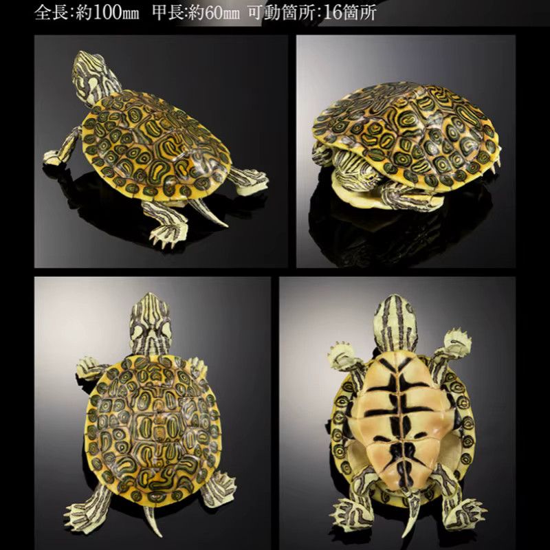 Bandai Biologische Enzyklopädie Gashapon Schildkröte Serie 2 Modelliertes Tier als Desktop Ornament und Spielzeug - Bild 3