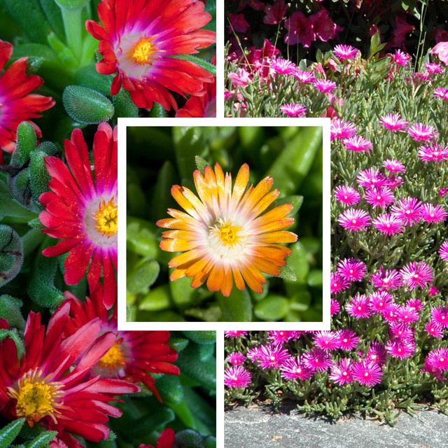 Bodendecker-Set Sonnige Sterne Delosperma von Mein schöner Garten Shop, 3 mehrjährige Pflanzen in bunt (Rot, Orange, Pink, Mehrfarbig) - Bild 1