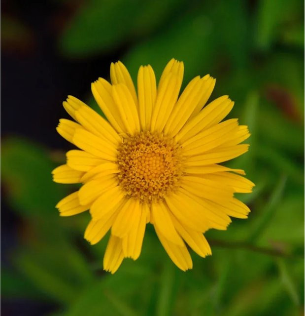 Ochsenauge Buphthalmum salicifolium gelbe Blüte für deinen Garten und Naturgarten - Bild 1