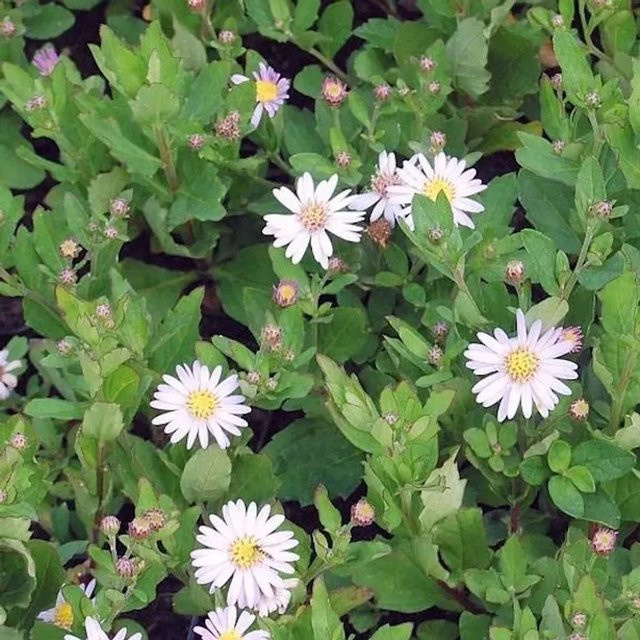 Herbstaster Stardust Aster ageratoides von Nr-01.de als mehrjährige Pflanze für den Freilandgarten - Bild 1