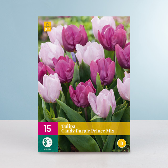 Tulpen Candy Purple Prince Mix von BLUME2000 mit 15 Zwiebeln für Beet und Blumenkübel - Bild 1