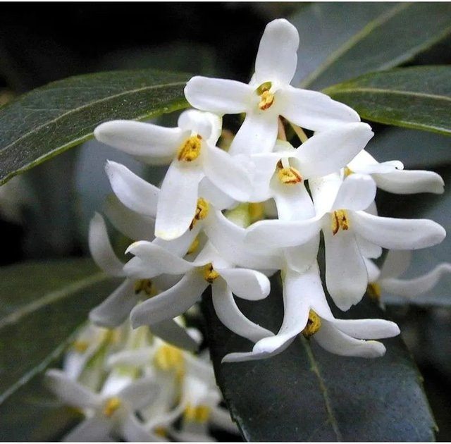 Osmanthus burkwoodii Hochstamm Frühlingsduftblüte Strauch für den Garten von Die Nr-01.de - Bild 1