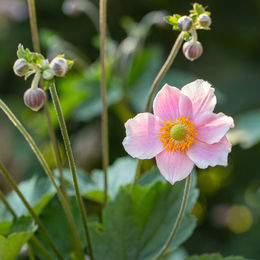 Rosa Herbst-Anemone als Dekoration - Bild 1