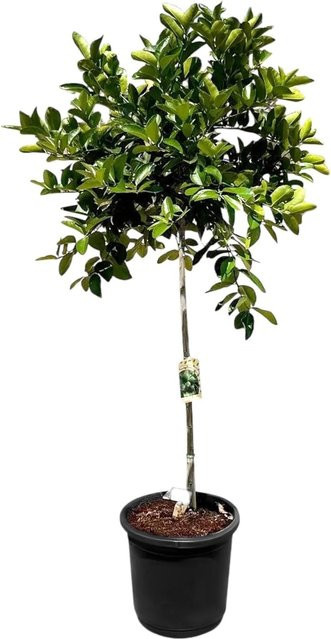 Sunny-Tree Limettenbaum Citrus Aurantifolia, 8-jähriger fruchtbildender Obstbaum, Höhe: 150 cm - Bild 1