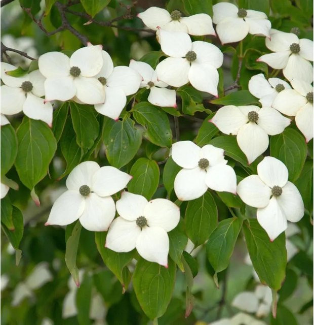 Cornus kousa Blumenhartriegel Hyperion weiß Zierstrauch für Solitär oder Heckenpflanzung, Höhe: 60-80 cm - Bild 1