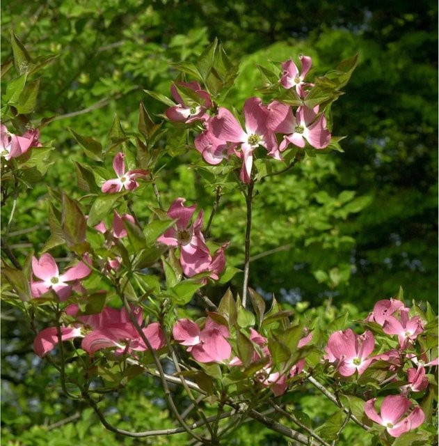 Amerikanischer Blumen Hartriegel Cherokee Brave Cornus florida in Pink und Rot, Höhe: 100-125 cm - Bild 1