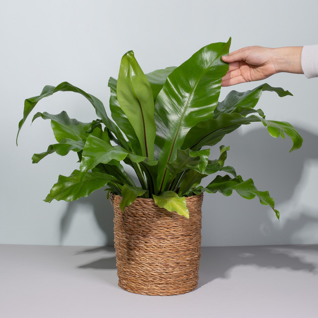 Asplenium Nidus Zimmerpflanze von BLUME2000 - Bild 1