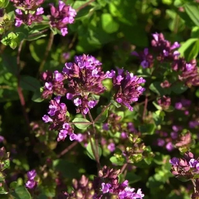 Oregano Hopley Origanum aevigatum als winterharte Staude für mediterrane Gärten und Staudenbeete - Bild 1