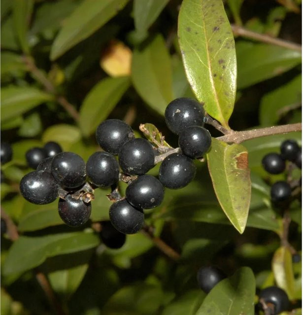 Schwarzgrüner Liguster Ligustrum vulgare als Heckenpflanze oder Solitärpflanze, Grün, Höhe: 40-60 cm - Bild 1