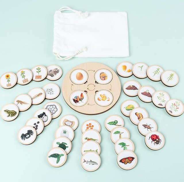 Kidsly Lebenszyklus-Brett, Montessori-Set, Biologie, Naturwissenschaften, Sensorisches Tablett, Tierfigur, Lebenszyklus-Sortierung - Bild 1