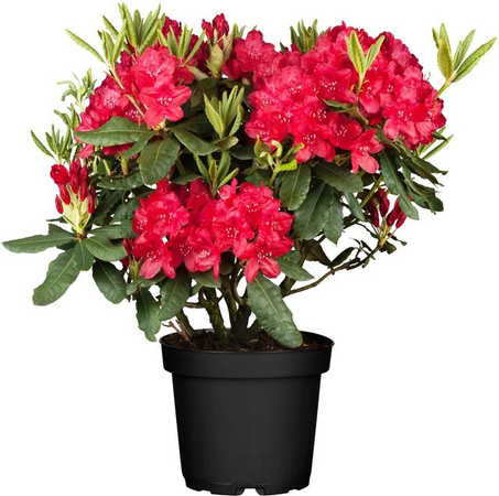 GROW by OBI Rhododendron Nova Zembla in Rot mit grünen Blättern, Höhe: 35 cm, Topf: 5 l