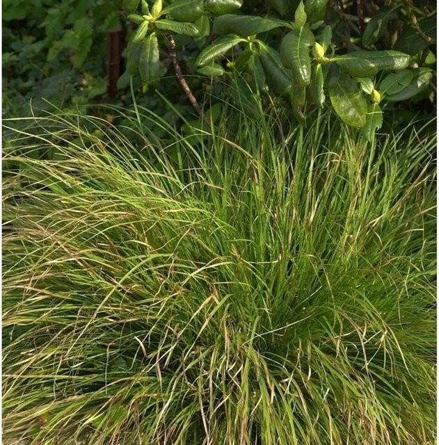 Garten-Segge Phoenix Green Carex howardii in Grün - Bild 1