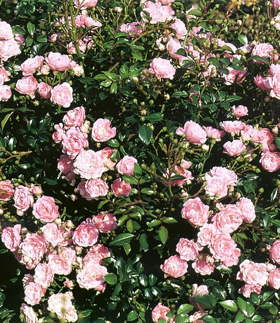 Rose The Fairy - Bild 1