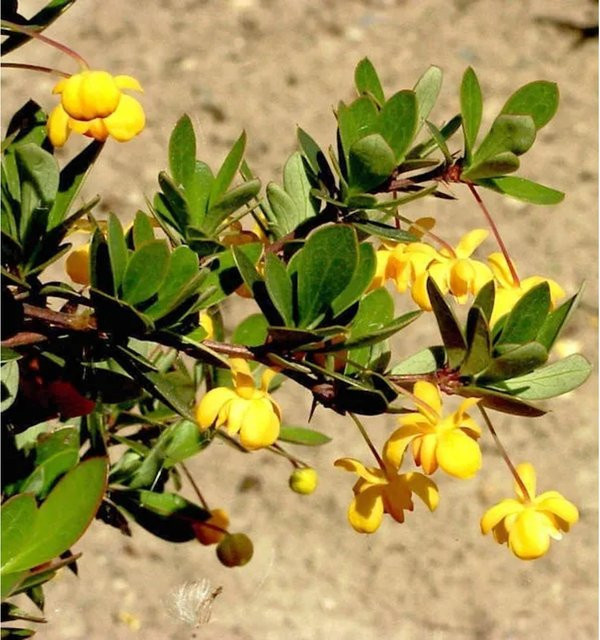 Grüner Polster Berberitze Berberis buxifolia Nana von Nr-01.de, Topfgröße 25-30 cm - Bild 1