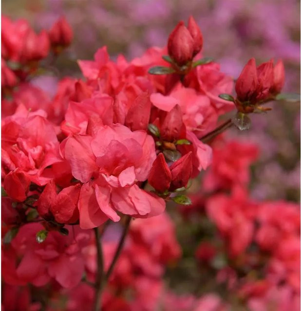 Japanische Azalee Maraschino Rhododendron obtusum in Pink, Topfpflanze, Höhe: 20-25 cm - Bild 1