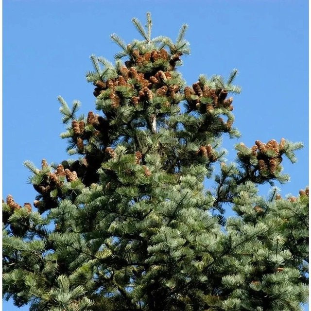 Coloradotanne Abies concolor von Nr-01.de in Blau, Grün und Grau, Höhe: 40-60 cm - Bild 1