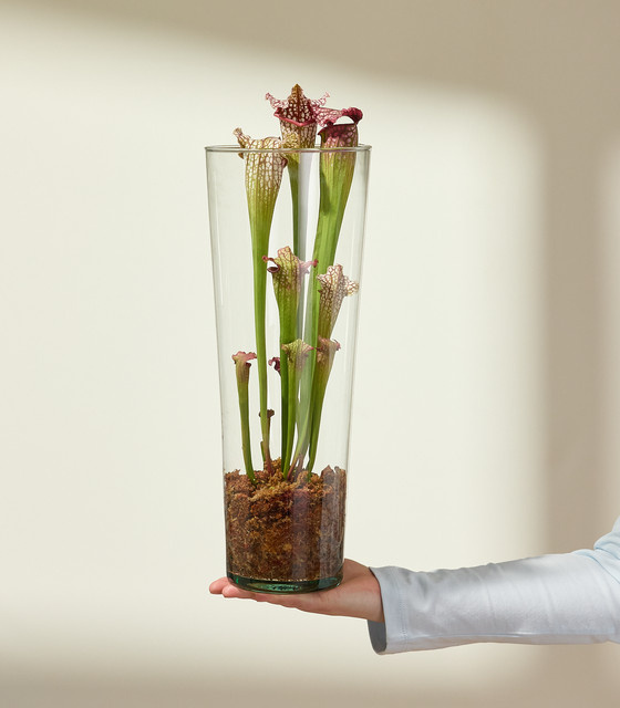 Sarracenia Wasserpflanze von BLUME2000 in Rot, Grün und Lila im Glas für hellen und sonnigen Standort - Bild 1