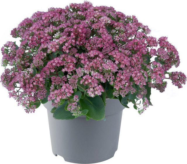 Pracht-Fetthenne Rose Charm von Mein schöner Garten Shop, rosa mehrjährige Staude - Bild 1