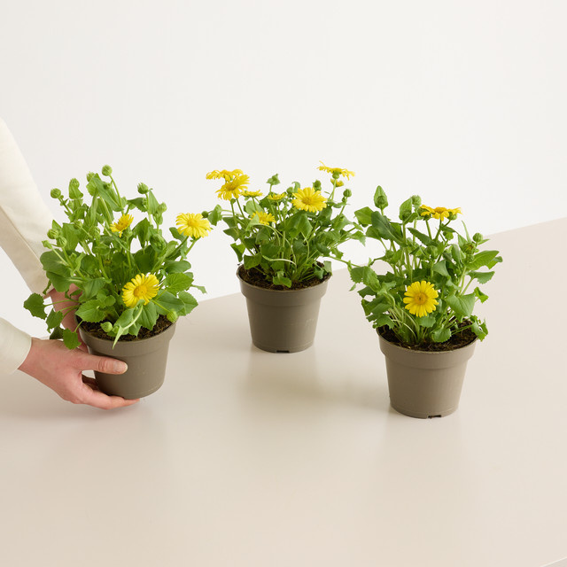 3er Set Doronicum Gämswurz Leonardo Staude von BLUME2000 - Bild 1