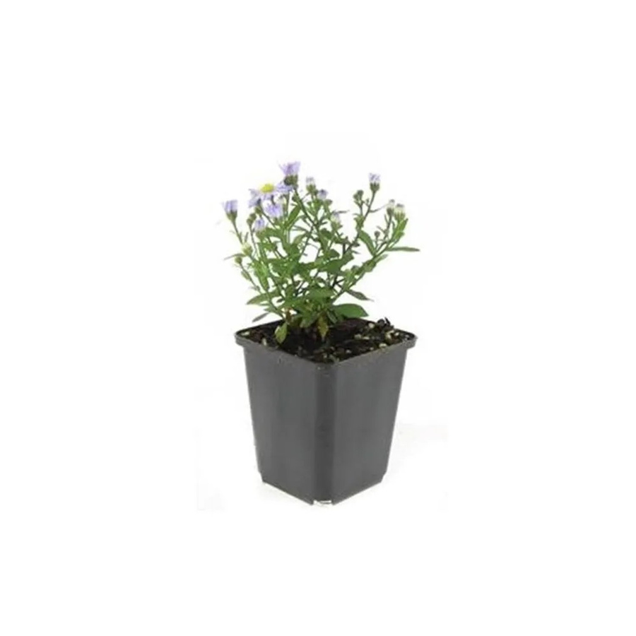 Exotenherz Zierstaude Kissenaster Aster Dumosum Professor Anton Kippenberg, 6er Set, lila, 9cm Topf - Bild 2