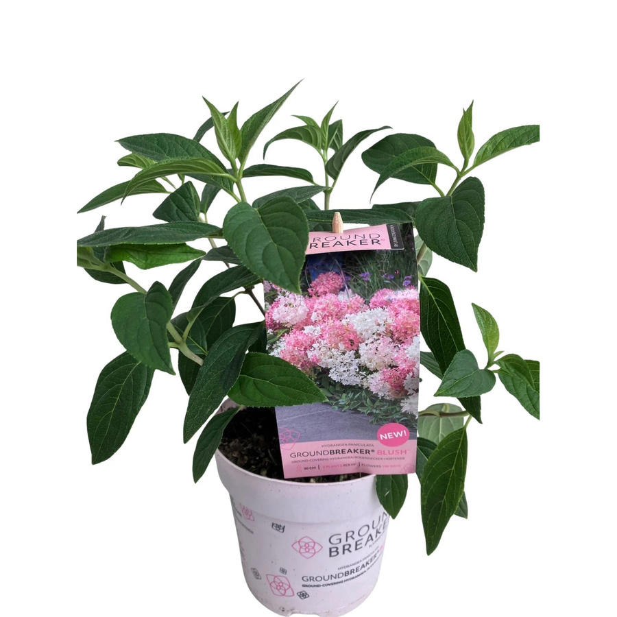 GROW by OBI Rispenhortensie Hydrangea paniculata Groundbreaker im Topf Ø ca. 14 cm - Bild 2