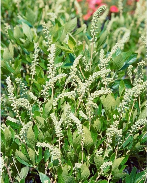Clethra Alnifolia Hummingbird weißer Sommer-Scheineller als Zierstrauch für deinen Garten und Balkon - Bild 1