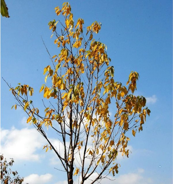 Amur-Kirsche Amber Beauty Prunus maackii Zierbaum mit weißen Blüten, Höhe: 80-100 cm - Bild 1