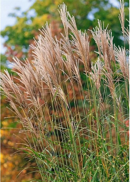 Miscanthus Sinensis Pünktchen Chinaschilf Grün-Gelb im 3-5 Liter Topf - Bild 1