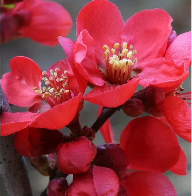Zierquitte Scarlet Storm Chaenomeles rote Heckenpflanze für den Garten 40-60cm - Bild 1