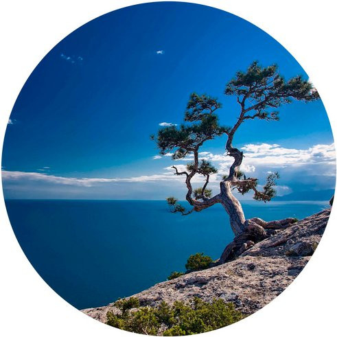 K&L Wall Art Runde Vliestapete Baum am Meer mit blauem Himmel, mehrfarbig und matt - Bild 1