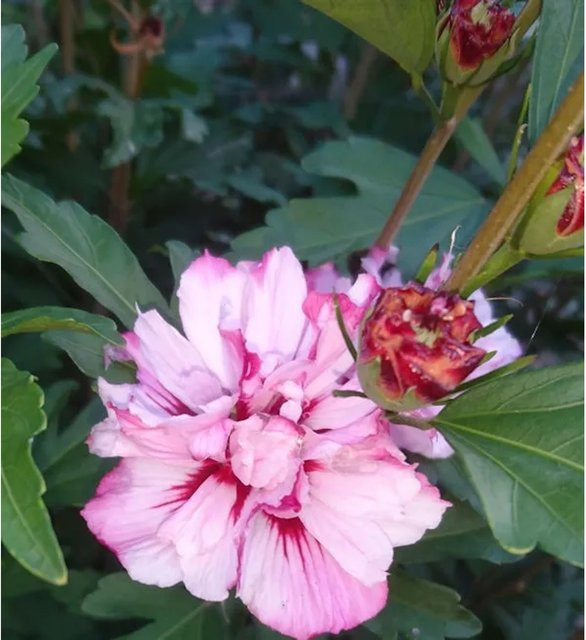 Hibiscus syriacus Miss Silvia Hochstamm Garteneibisch in Pink von Nr-01.de, Höhe: 80-100 cm - Bild 1