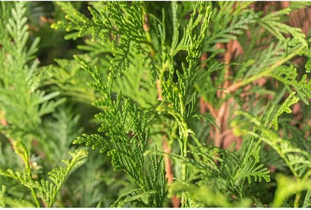 Thuja plicata Atrovirens Heckenpflanze in Grün, Höhe: 80-100 cm - Bild 1