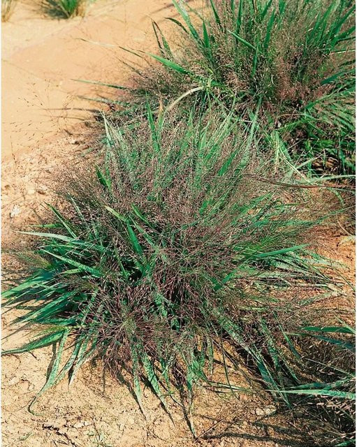 Eragrostis Spectabilis Purple Love Purpur-Liebesgras als mehrjährige Zierpflanze im 2-3 L Container - Bild 1