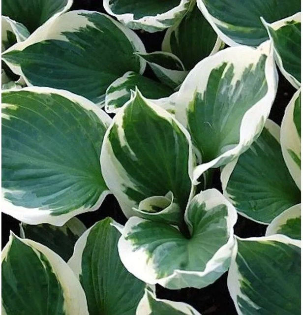 Funkie Patriot Hosta Hybrid grüne Solitärpflanze für Garten und Gehölzränder - Bild 1