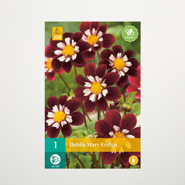 Dahlie Mary Evelyn Halskrause Knolle von BLUME2000 - Bild 1